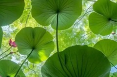 C罗回归曼联：滕哈赫的‘更衣室密码’揭示了哪些秘密？